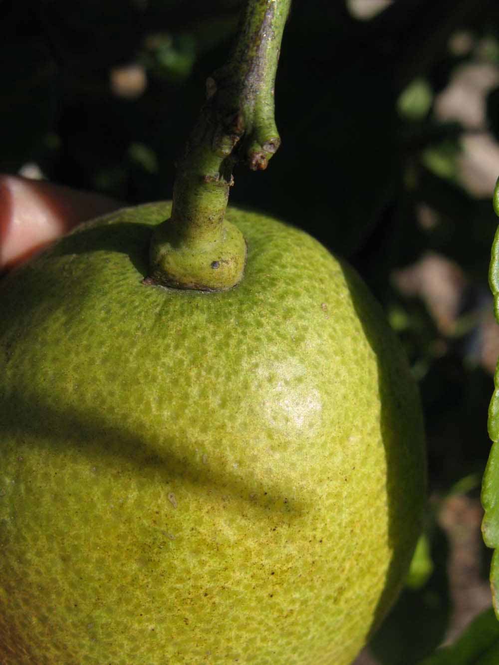                Fruit (Winter Haven, FL)       